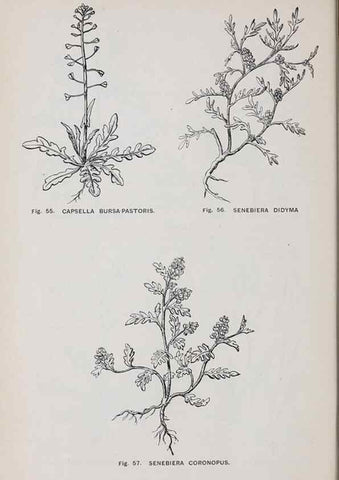 Reproducción/Reproduction 49743574352: The flora of the Liverpool district /. Liverpool :D. Marples & Co.,1902.. 