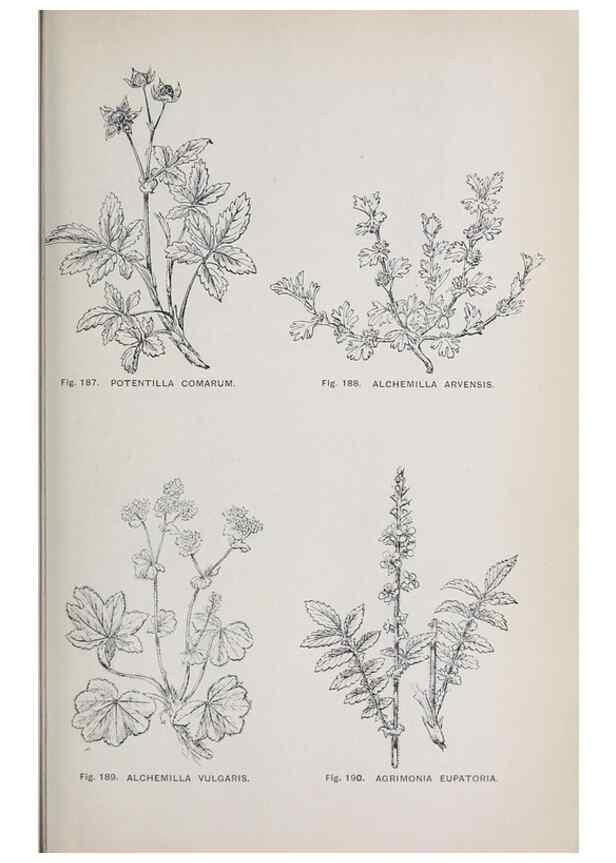 Reproducción/Reproduction 49742712428: The flora of the Liverpool district /. Liverpool :D. Marples & Co.,1902.. 