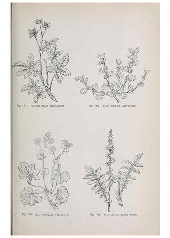 Reproducción/Reproduction 49742712428: The flora of the Liverpool district /. Liverpool :D. Marples & Co.,1902.. 