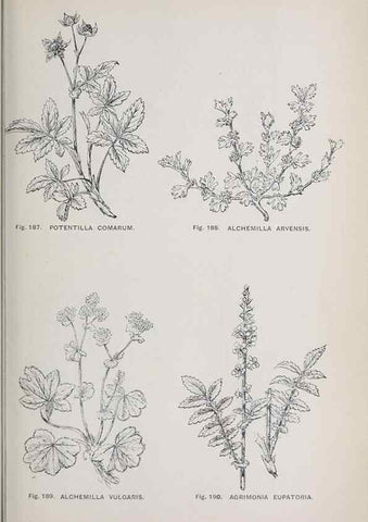Reproducción/Reproduction 49742712428: The flora of the Liverpool district /. Liverpool :D. Marples & Co.,1902.. 