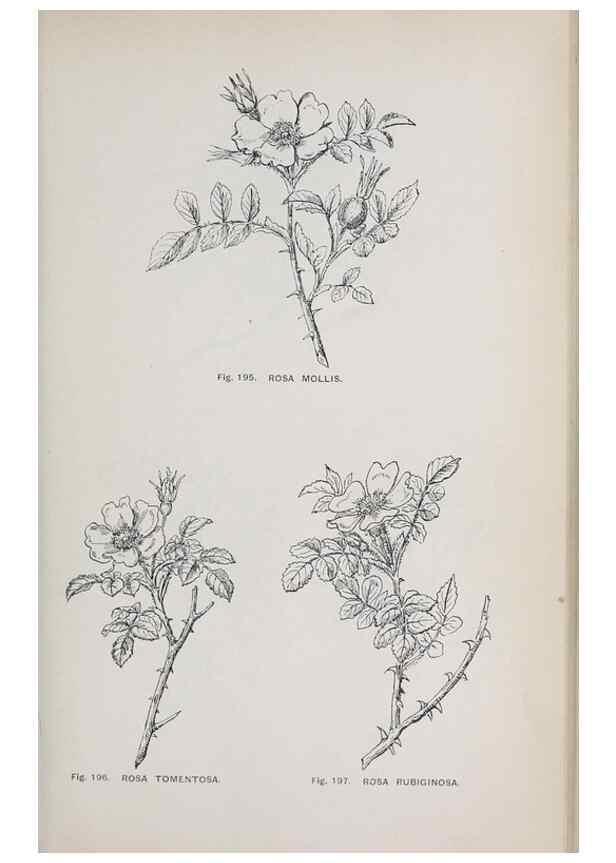 Reproducción/Reproduction 49742712953: The flora of the Liverpool district /. Liverpool :D. Marples & Co.,1902.. 