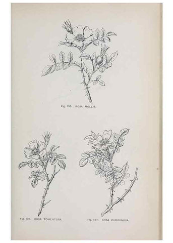 Reproducción/Reproduction 49742712953: The flora of the Liverpool district /. Liverpool :D. Marples & Co.,1902.. 