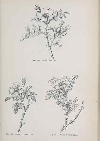 Reproducción/Reproduction 49742712953: The flora of the Liverpool district /. Liverpool :D. Marples & Co.,1902.. 