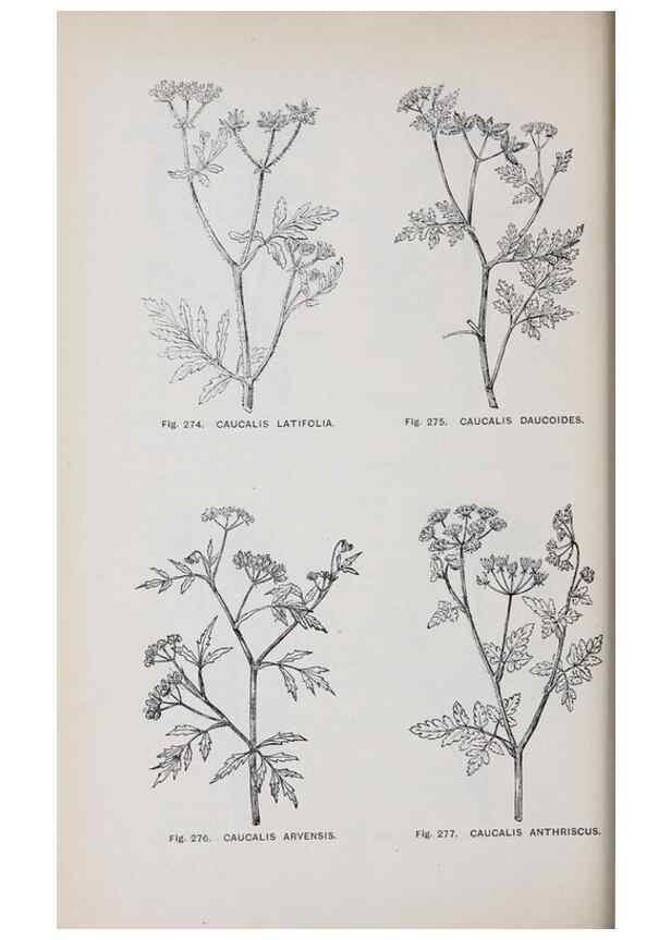 Reproducción/Reproduction 49743268961: The flora of the Liverpool district /. Liverpool :D. Marples & Co.,1902.. 