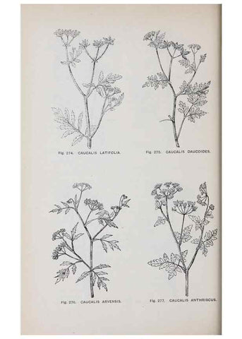 Reproducción/Reproduction 49743268961: The flora of the Liverpool district /. Liverpool :D. Marples & Co.,1902.. 
