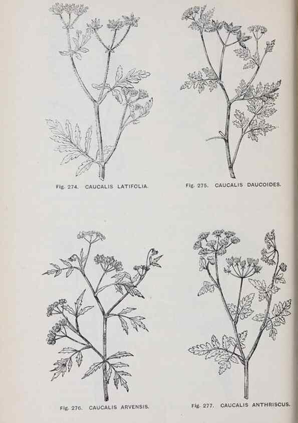 Reproducción/Reproduction 49743268961: The flora of the Liverpool district /. Liverpool :D. Marples & Co.,1902.. 