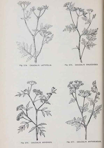 Reproducción/Reproduction 49743268961: The flora of the Liverpool district /. Liverpool :D. Marples & Co.,1902.. 