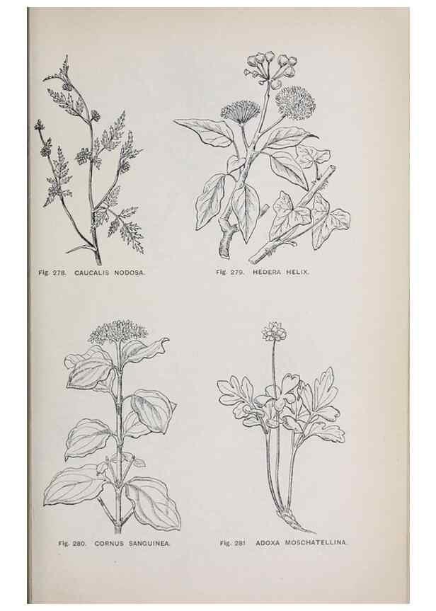 Reproducción/Reproduction 49743269201: The flora of the Liverpool district /. Liverpool :D. Marples & Co.,1902.. 