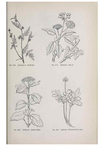 Reproducción/Reproduction 49743269201: The flora of the Liverpool district /. Liverpool :D. Marples & Co.,1902.. 
