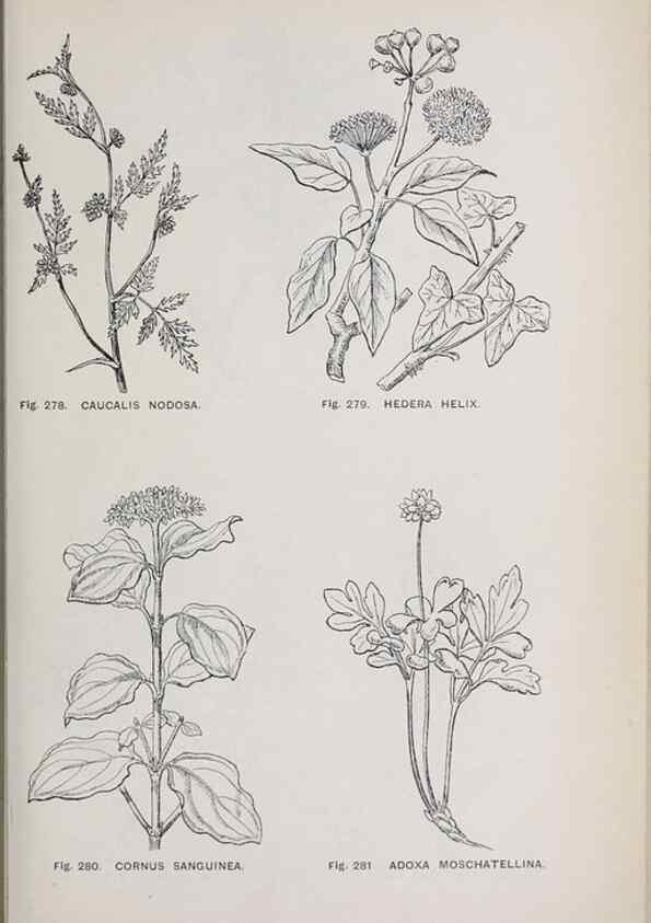 Reproducción/Reproduction 49743269201: The flora of the Liverpool district /. Liverpool :D. Marples & Co.,1902.. 