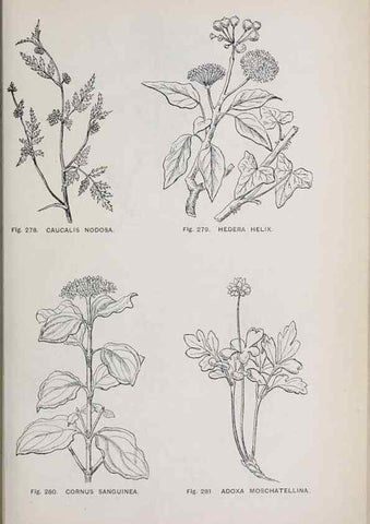 Reproducción/Reproduction 49743269201: The flora of the Liverpool district /. Liverpool :D. Marples & Co.,1902.. 