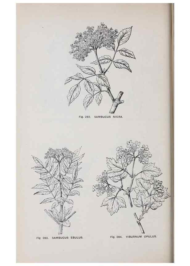 Reproducción/Reproduction 49743590652: The flora of the Liverpool district /. Liverpool :D. Marples & Co.,1902.. 