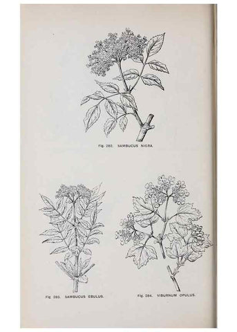 Reproducción/Reproduction 49743590652: The flora of the Liverpool district /. Liverpool :D. Marples & Co.,1902.. 