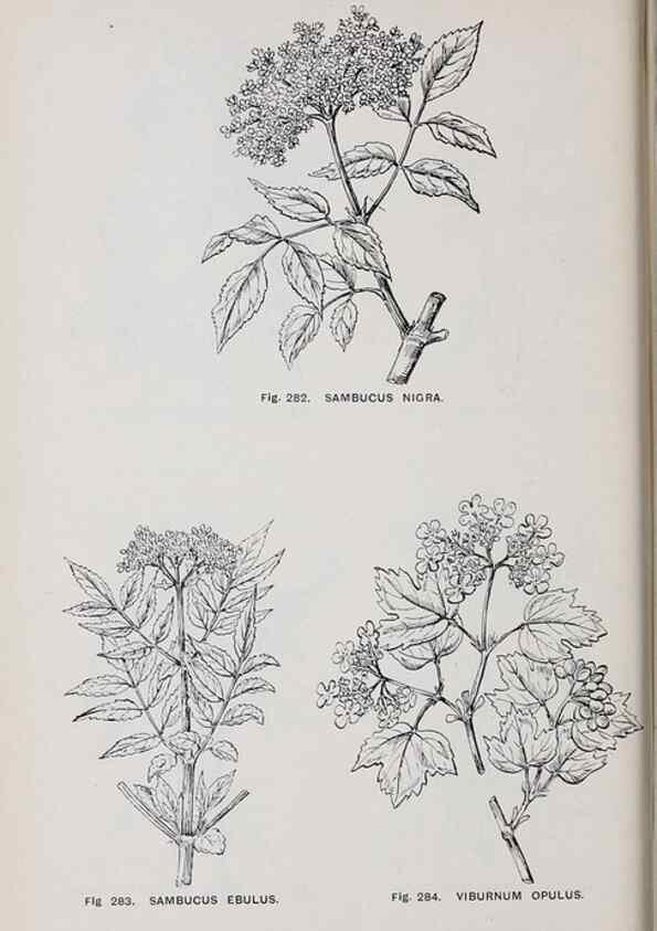 Reproducción/Reproduction 49743590652: The flora of the Liverpool district /. Liverpool :D. Marples & Co.,1902.. 