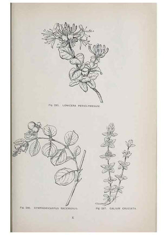 Reproducción/Reproduction 49743590887: The flora of the Liverpool district /. Liverpool :D. Marples & Co.,1902.. 