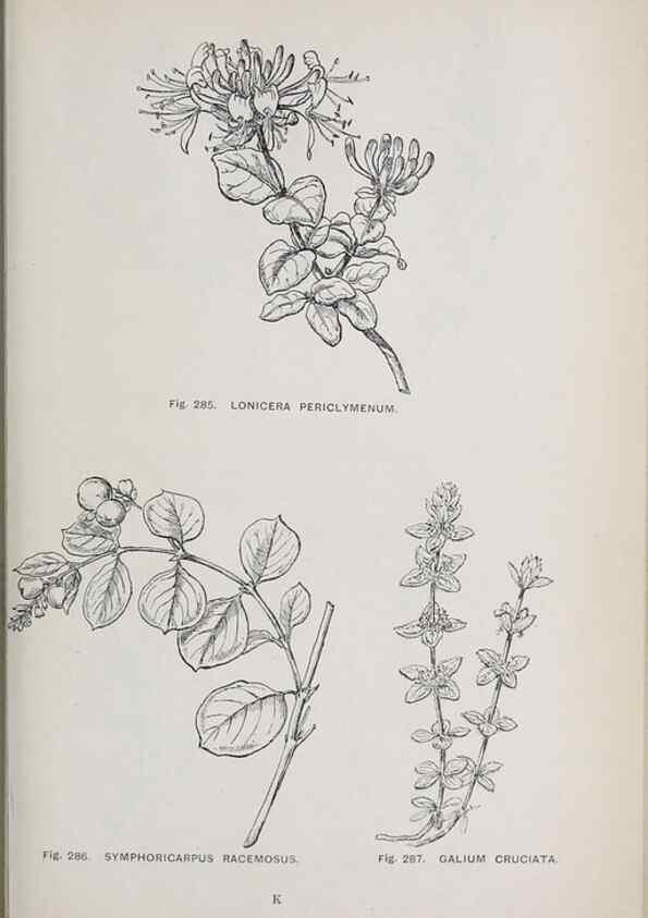 Reproducción/Reproduction 49743590887: The flora of the Liverpool district /. Liverpool :D. Marples & Co.,1902.. 