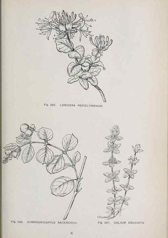 Reproducción/Reproduction 49743590887: The flora of the Liverpool district /. Liverpool :D. Marples & Co.,1902.. 