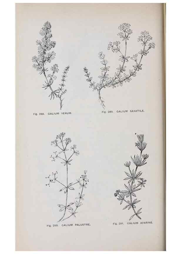 Reproducción/Reproduction 49743269966: The flora of the Liverpool district /. Liverpool :D. Marples & Co.,1902.. 