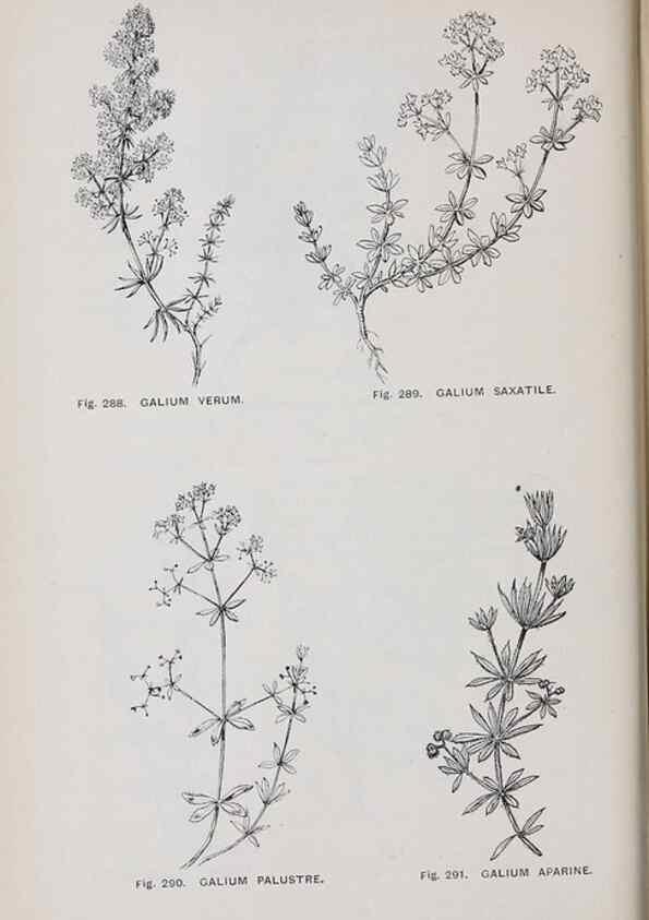 Reproducción/Reproduction 49743269966: The flora of the Liverpool district /. Liverpool :D. Marples & Co.,1902.. 