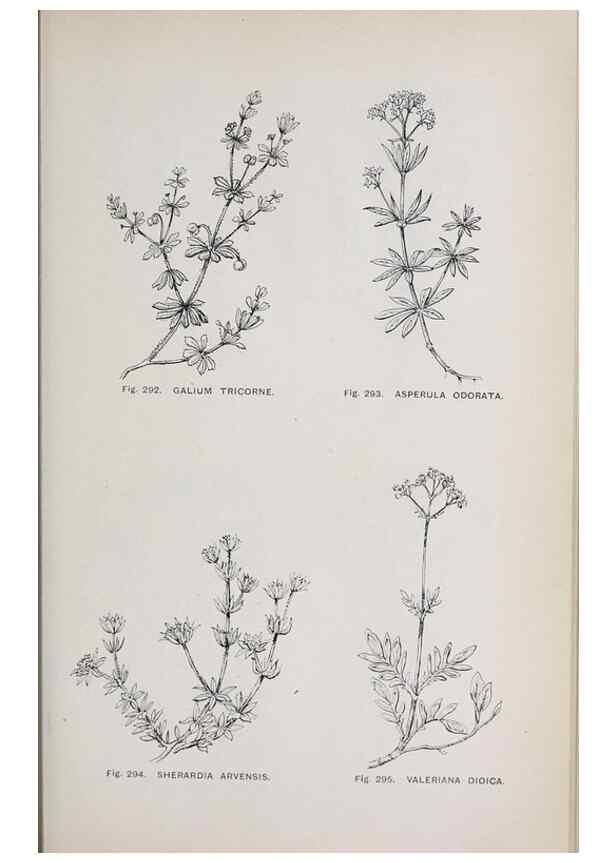 Reproducción/Reproduction 49743270246: The flora of the Liverpool district /. Liverpool :D. Marples & Co.,1902.. 