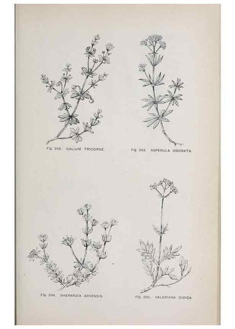 Reproducción/Reproduction 49743270246: The flora of the Liverpool district /. Liverpool :D. Marples & Co.,1902.. 