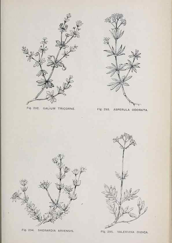 Reproducción/Reproduction 49743270246: The flora of the Liverpool district /. Liverpool :D. Marples & Co.,1902.. 