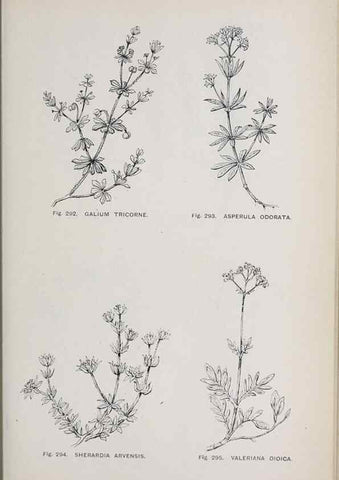 Reproducción/Reproduction 49743270246: The flora of the Liverpool district /. Liverpool :D. Marples & Co.,1902.. 