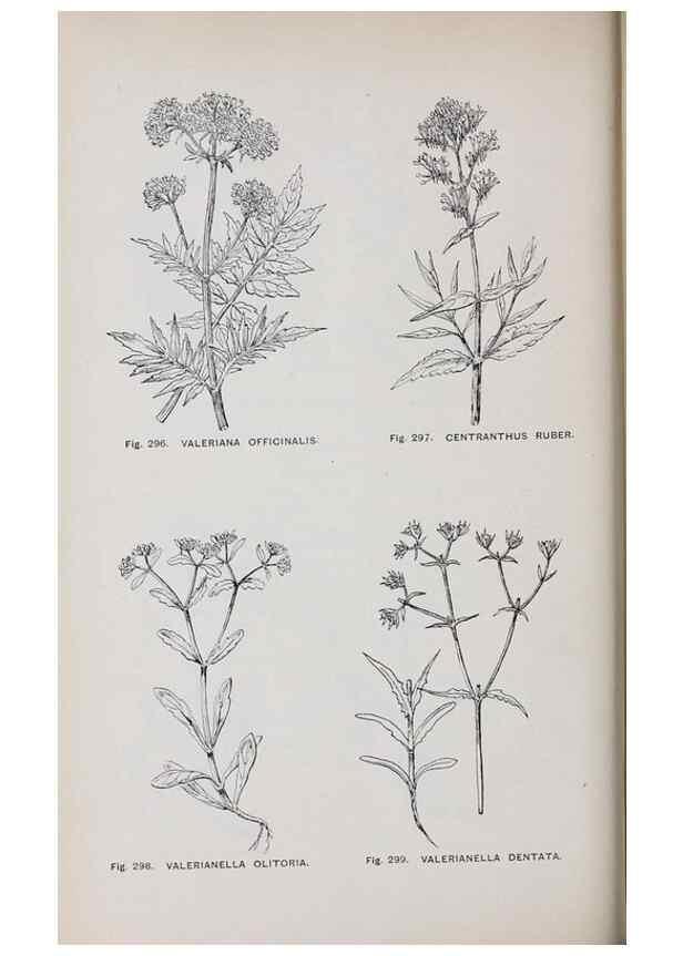Reproducción/Reproduction 49743591732: The flora of the Liverpool district /. Liverpool :D. Marples & Co.,1902.. 