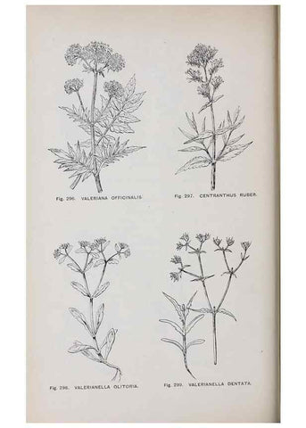 Reproducción/Reproduction 49743591732: The flora of the Liverpool district /. Liverpool :D. Marples & Co.,1902.. 
