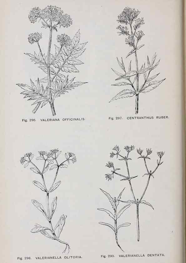 Reproducción/Reproduction 49743591732: The flora of the Liverpool district /. Liverpool :D. Marples & Co.,1902.. 