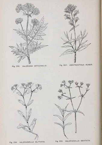 Reproducción/Reproduction 49743591732: The flora of the Liverpool district /. Liverpool :D. Marples & Co.,1902.. 