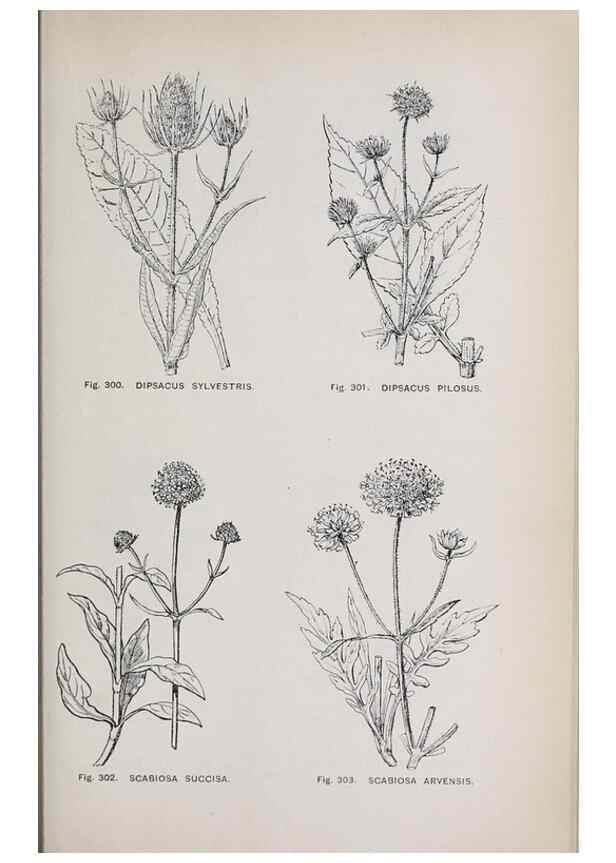 Reproducción/Reproduction 49742721328: The flora of the Liverpool district /. Liverpool :D. Marples & Co.,1902.. 