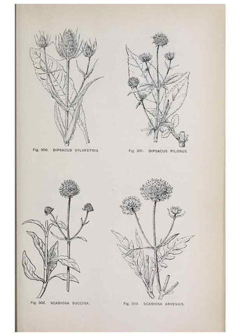 Reproducción/Reproduction 49742721328: The flora of the Liverpool district /. Liverpool :D. Marples & Co.,1902.. 