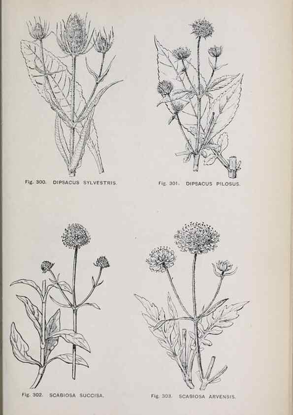 Reproducción/Reproduction 49742721328: The flora of the Liverpool district /. Liverpool :D. Marples & Co.,1902.. 