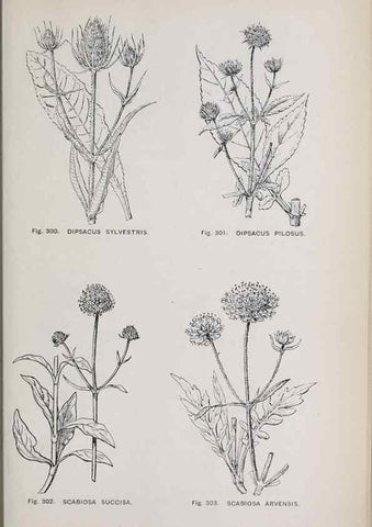 Reproducción/Reproduction 49742721328: The flora of the Liverpool district /. Liverpool :D. Marples & Co.,1902.. 