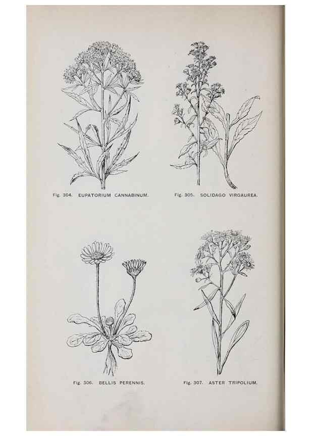 Reproducción/Reproduction 49743271086: The flora of the Liverpool district /. Liverpool :D. Marples & Co.,1902.. 