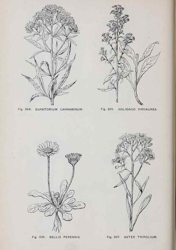 Reproducción/Reproduction 49743271086: The flora of the Liverpool district /. Liverpool :D. Marples & Co.,1902.. 