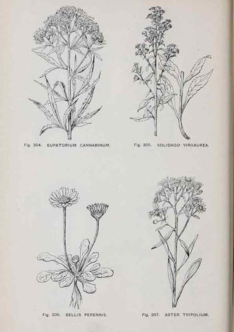 Reproducción/Reproduction 49743271086: The flora of the Liverpool district /. Liverpool :D. Marples & Co.,1902.. 