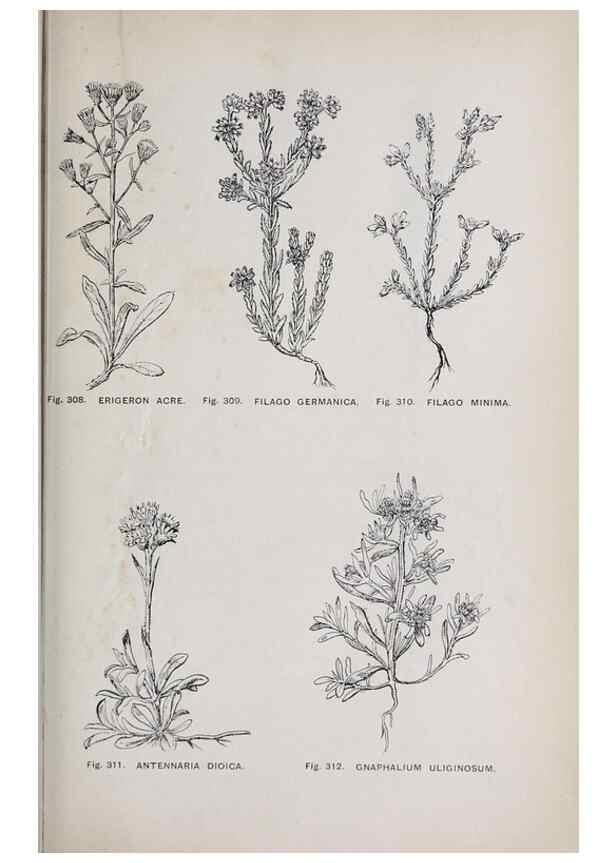 Reproducción/Reproduction 49743592797: The flora of the Liverpool district /. Liverpool :D. Marples & Co.,1902.. 