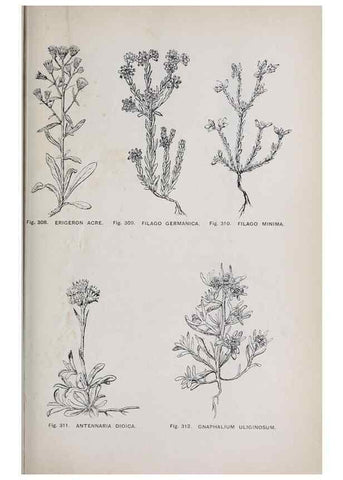 Reproducción/Reproduction 49743592797: The flora of the Liverpool district /. Liverpool :D. Marples & Co.,1902.. 
