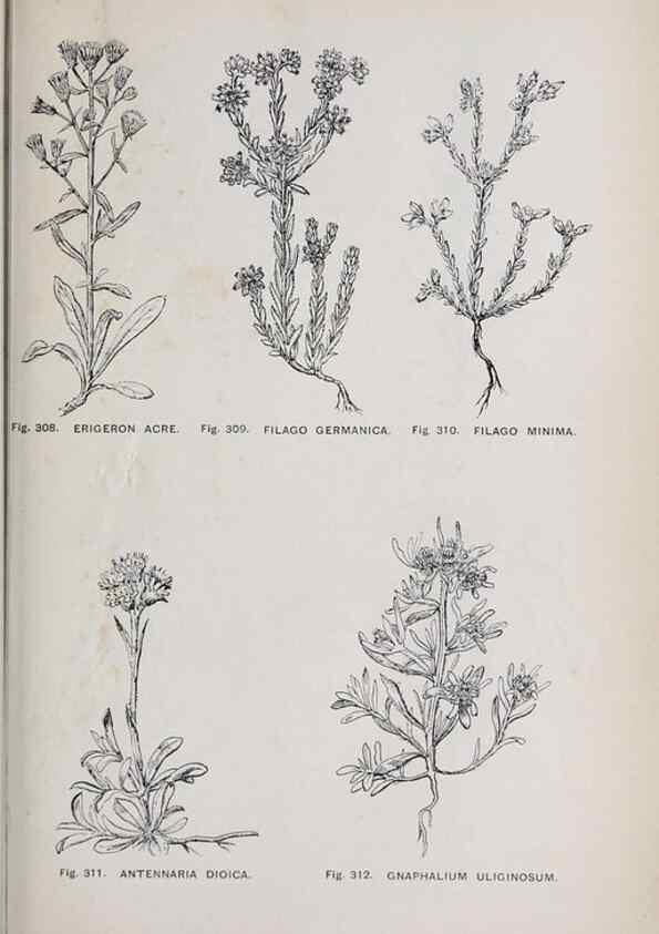 Reproducción/Reproduction 49743592797: The flora of the Liverpool district /. Liverpool :D. Marples & Co.,1902.. 