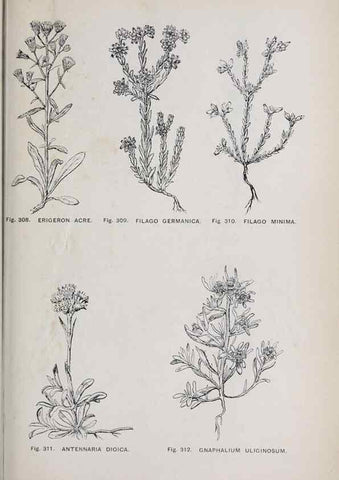 Reproducción/Reproduction 49743592797: The flora of the Liverpool district /. Liverpool :D. Marples & Co.,1902.. 