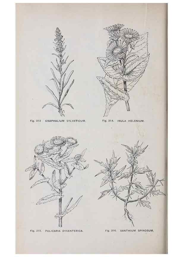 Reproducción/Reproduction 49742722348: The flora of the Liverpool district /. Liverpool :D. Marples & Co.,1902.. 