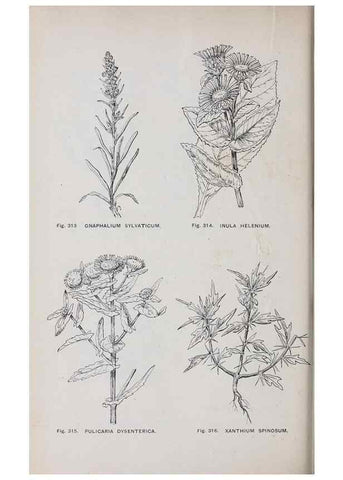 Reproducción/Reproduction 49742722348: The flora of the Liverpool district /. Liverpool :D. Marples & Co.,1902.. 