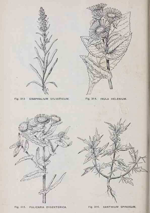 Reproducción/Reproduction 49742722348: The flora of the Liverpool district /. Liverpool :D. Marples & Co.,1902.. 
