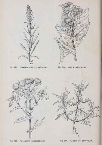 Reproducción/Reproduction 49742722348: The flora of the Liverpool district /. Liverpool :D. Marples & Co.,1902.. 