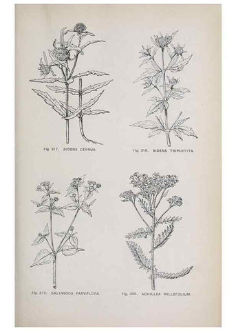 Reproducción/Reproduction 49743593432: The flora of the Liverpool district /. Liverpool :D. Marples & Co.,1902.. 