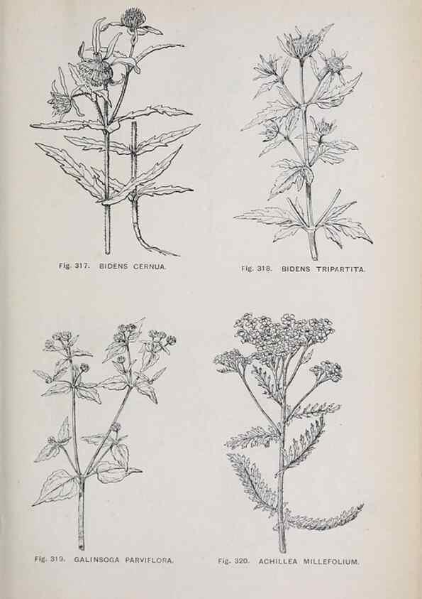 Reproducción/Reproduction 49743593432: The flora of the Liverpool district /. Liverpool :D. Marples & Co.,1902.. 