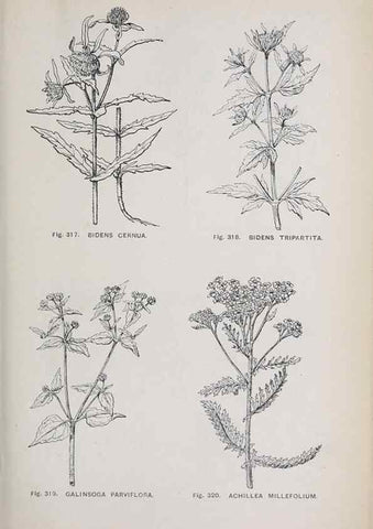 Reproducción/Reproduction 49743593432: The flora of the Liverpool district /. Liverpool :D. Marples & Co.,1902.. 