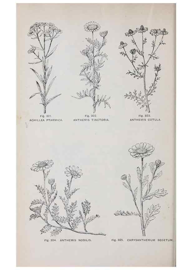 Reproducción/Reproduction 49742722973: The flora of the Liverpool district /. Liverpool :D. Marples & Co.,1902.. 